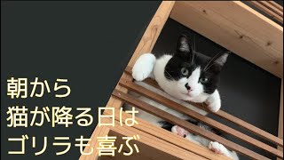 【ほのぼの】朝から猫が降ってくる！