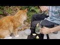 Picnic with my cat (shaved ice & lemonade)