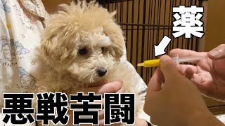 犬の薬の飲ませ方が大変すぎた【子犬　トイプードル】