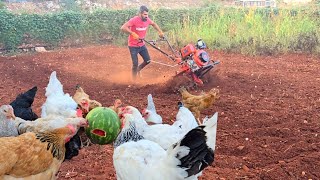 اليوم بلشنا زراعة الدبشي زرعنا واكلنا وطعمينا الدجاج