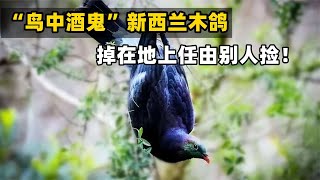 “鸟中酒鬼”新西兰木鸽！每天喝得大醉，掉在地上任由别人捡！