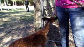 Ella Fawn @ Born To Be Wild Orphaned Wildlife Rescue * Wildlife Rescue Sanctuary