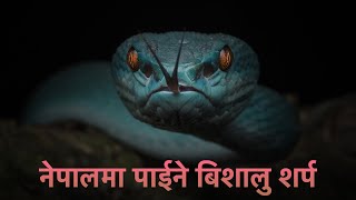 Poisonous snakes found in / Nepal ma Paine snakes/Dangerous snakes in Nepal/sarpa