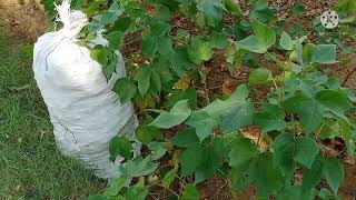 #tamilபருத்திசாகுபடி/cotton cultivation/paruthisagupadi/paruthi/cotton/Dikshnith GP