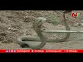 snake lover rescued more than 2000 snakes karimnagar ntv