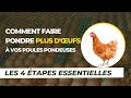 Comment faire pondre plus d'œufs à vos poules pondeuses : Les 4 étapes essentielle