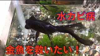 【金魚飼育日記】①水カビ病の金魚を救いたい！