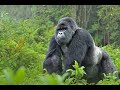 What is mountain gorilla trekking and Gorilla habituation in Uganda?
