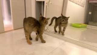 初めて鏡を見た子猫の反応が面白すぎるｗｗ【保護子猫】