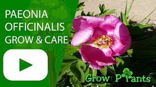 Paeonia officinalis