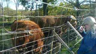 Hamish the Highland Cow