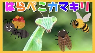 The Very Hungry Praying mantis song