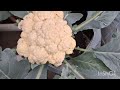 আজ ছাদ বাগানের সব্জি তুলেই বাজার করা হল harvesting organic vegetables from my terrace garden