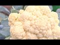 আজ ছাদ বাগানের সব্জি তুলেই বাজার করা হল harvesting organic vegetables from my terrace garden