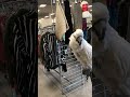 cockatoo shopatoo checking out the toy section