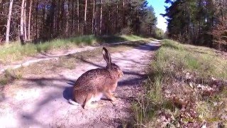 Bliskie spotkanie .Zając szarak.