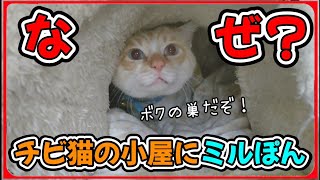 【なぜそこに？】おミルぽんがチビ猫の小屋の中でくつろいでましたω　20250219、カラス＆四つ足クインテット（仮）