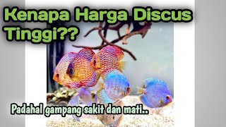 Alasan Harga Ikan Discus Bisa Mahal??..(Update Harga Discus Terbaru)