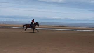 Gerania CSH Galloping on beach