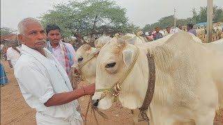 పెబ్బేరు సంతకి సేద్యం పనులు అన్నీ నేర్చిన రెండు పళ్ళ కోడెలు అమ్మకానికి తెచ్చిన రైతు | Pebbair market