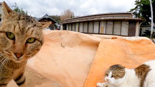 神社に猫がいたので撫でようと近づくと目の前で大喧嘩が始まった