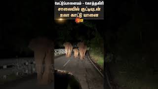 கன்றுடன் யானை 🐘🐘🐘 | சாலையோரத்தில் ஒரு குடும்பம் | மேட்டுப்பாளையம் முதல் கோத்தகிரி சாலை I Sun News