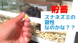 【スナネズミ・ジャービル飼育】スナネズミってエサ蓄えるんですね