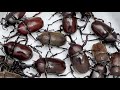 Beetle Festa 2021 A large number of Japanese rhinoceros beetles [Beetle and stag beetle]