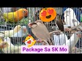 Vlog386 Albino Opaline🦜😱🦜 Recessive Pied HalfEuro Budgie🦜Silver Java Finch🦜