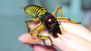 10 Most PAINFUL Insect Stings In The World!