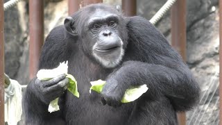 チンパンジー　お昼ごはんの様子です　【のんほいパーク】Chimpanzee Toyohashi Zoo