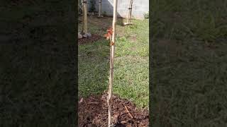 Dwarf Cherry Tree Sylvia in early Spring - Ireland