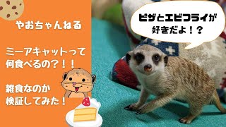 ミーアキャットって何食べるの？毎日のご飯と雑食性検証！！