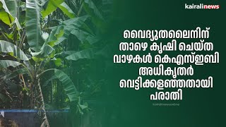 വൈദ്യുതലൈനിന് താഴെ കൃഷി ചെയ്ത വാഴകൾ കെഎസ്ഇബി അധികൃതർ വെട്ടിക്കളഞ്ഞതായി പരാതി | KSEB | Farmer