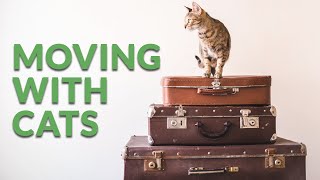 Moving With Cats