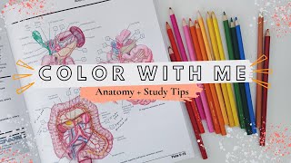 Color with Me: Netter’s Anatomy Coloring Book + My Undergrad Study Tips *Aesthetic* | pre-PA/pre-med