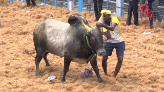 Shakudi Jallikattu 2024 Videos 04 | சக்குடி ஜல்லிக்கட்டு 2024 Videos 04