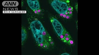 植物と動物のハイブリッド細胞？！動物細胞に「葉緑体」移植成功　光合成反応を確認(2024年10月31日)