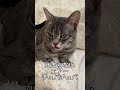 チュパチュパ止まらない kitten ミルクタイム 子猫 保護猫 ミルクボランティア