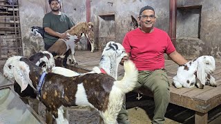 Phir Agaya Lajawab Quality Offer Extraordinary Goats Lo Aur Shouk Karo || Ali Bhai Bhiwandi Mumbai||