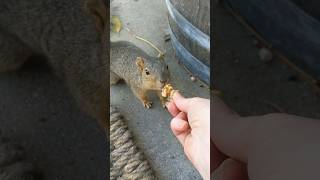 Feeding a New Squirrel for the First Time! 🐿️🥜