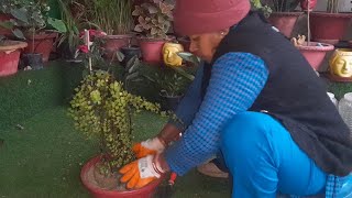 भरी ठंड में जेड प्लांट को कैसे रिपोट करें और बोनसाई लुक दें #jadeplant #maacreativekitchengarden