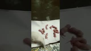 white rat new born baby five days