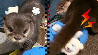 カワウソ コタロー　邪魔する者はしっぽ攻撃で追い払う！　Kotaro the Otter Got Rid of Nuisance with Tail Attack