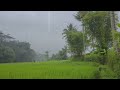 tranquil rain in rice fields relaxation and meditation bliss