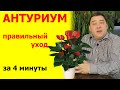 Антуриум уход в домашних условиях. 4 минуты и секреты ваши