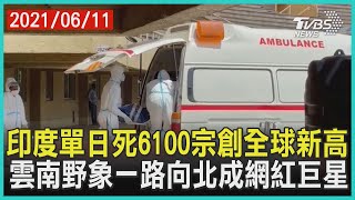 印度單日死6100宗創全球新高  雲南野象一路向北成網紅巨星 | 十點不一樣 20210611