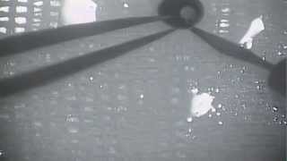 Flat Mounting Dissection Mouse Retina