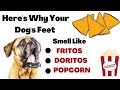 Here's Why Your Dog's Feet Smell Like Fritos, Doritos, Cheetos or Popcorn