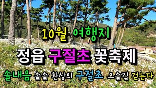 10월 여행지 /정읍구절초 축제/아름다운 솔숲 구절초 공원 /10월중순경이피크 /짚라인.출렁다리 체험